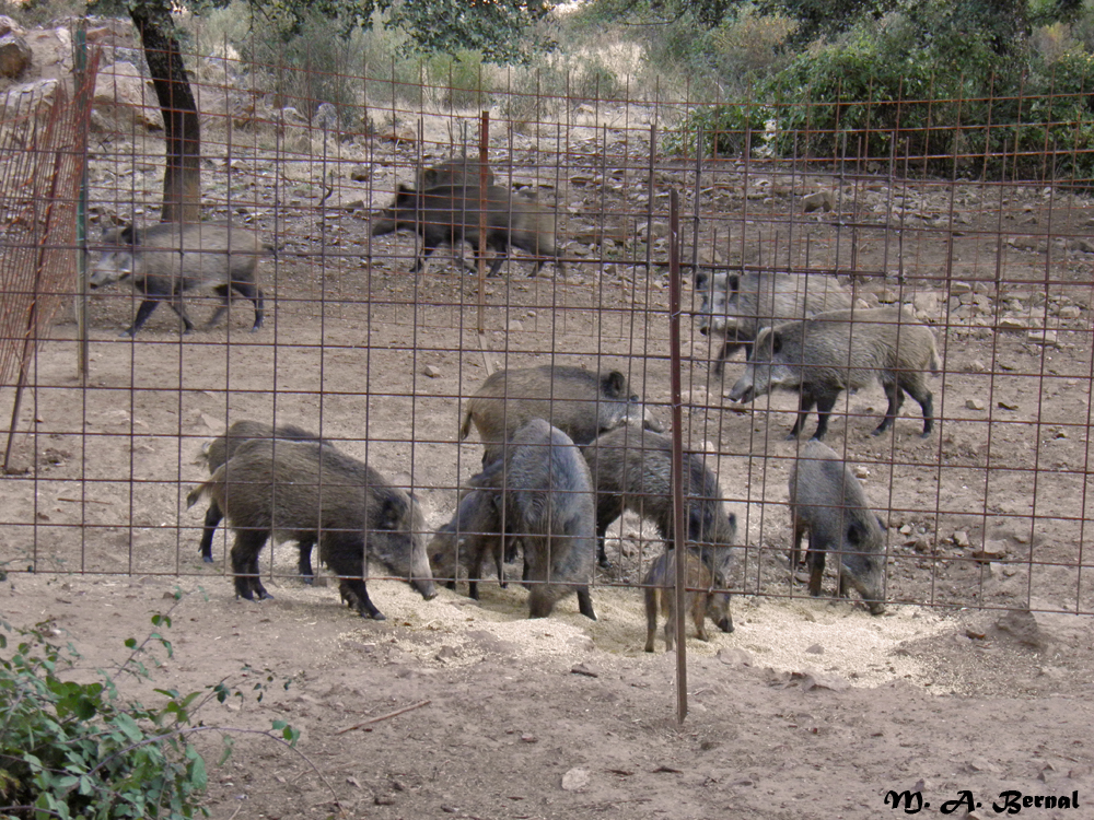 jabali.jpg